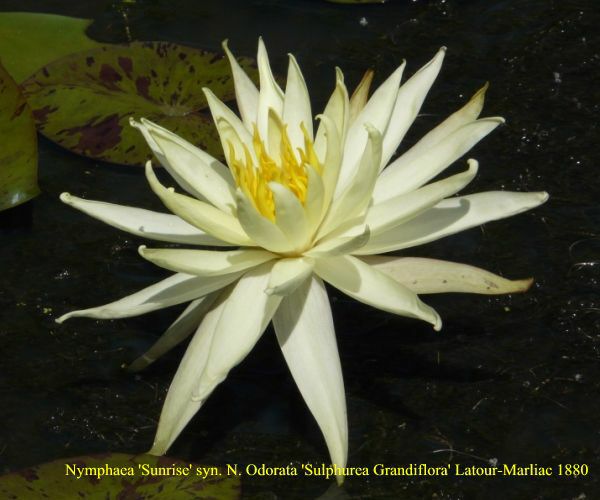 Nymphaea 'Sunrice'